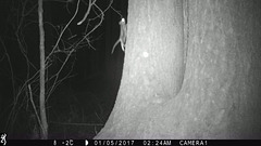 Flying squirrel video
