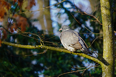 Früher ein scheuer Waldvogel ... Formerly a shy forest bird ...