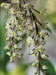 Bulbophyllum Lindleyanum...(First Blooms)