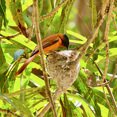 P1240539- Tchitrec malgache (gobe mouche de paradis) femelle - Parc national Isalo. 14 novembre 2019