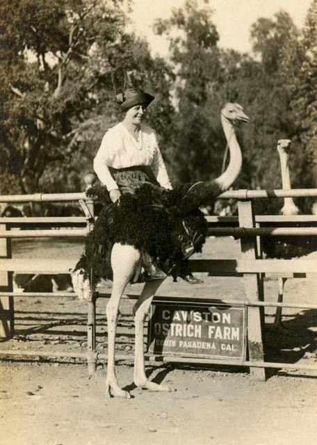 Woman at the Cawston Ostrich Farm, South Pasadena, Calif.
