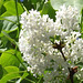 Lovely scented white lilac