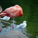 Der Rosarote Flamingo als Künstler