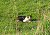 A house cat in a nature reserve