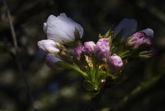 Cerisier fleurs.