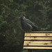 Jackdaw (2009 archive)