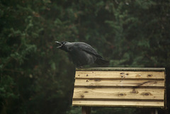 Jackdaw (2009 archive)
