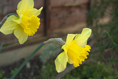 Dreamy Springtime yellow