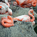 Schönheitsschlaf der Flamingos
