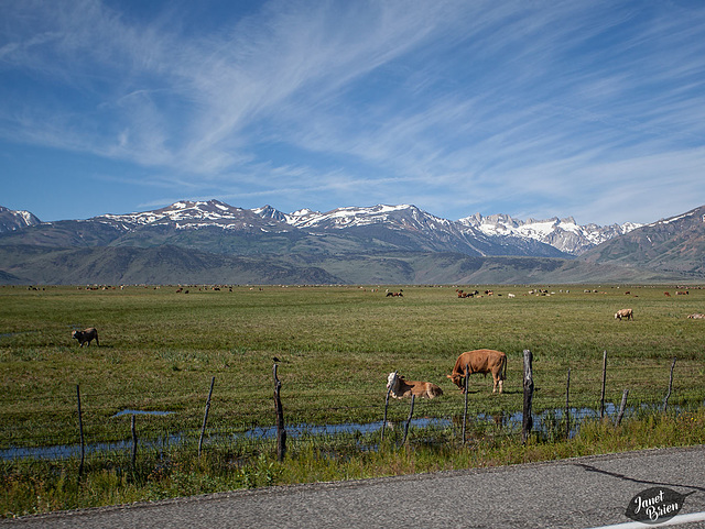 Pictures for Pam, Day 42: HFF! Eastern California Ranch