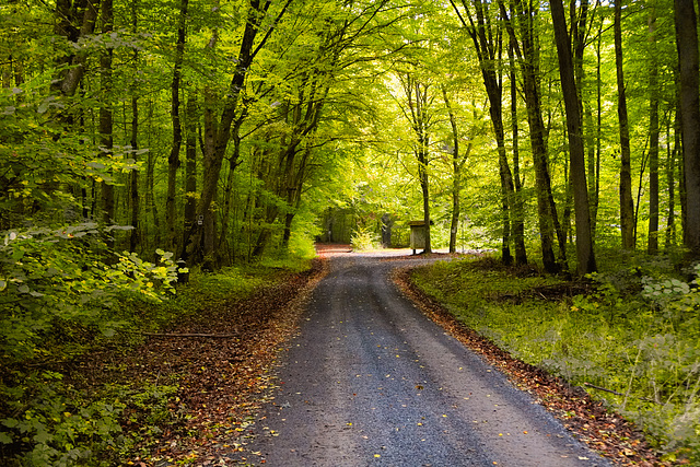 Es wird Herbst im Wald - It's autumn in the forest