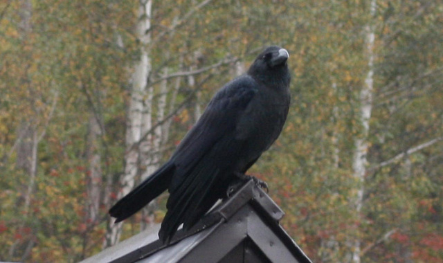 Jungle Crow (Corvus macrorhynchos) 01 on Mt Usu Hokkaido. Crows are the most often seen birds in Japan. The largest and most destructive ones are jungle crows, which have three foot wing spans and had