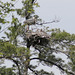 nid de héron/heron's nest