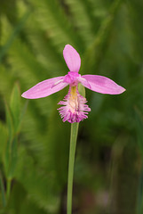 Pogonia ophioglossoides (Rose Pogonia or Snakemouth orchid)