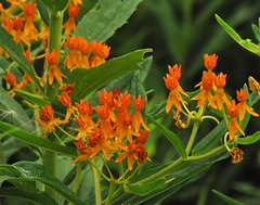 butterfly weed Don Mills Aug 1 2016 DSC 1347