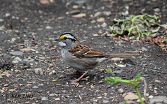 White - throated Sparrow