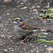 White - throated Sparrow