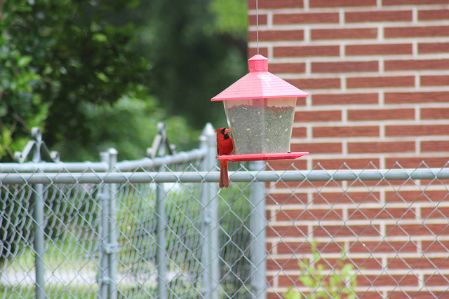 HFF everyone :)   My Cardinal on our feeder,  but neighbor's fence :)))   I zoomed :))