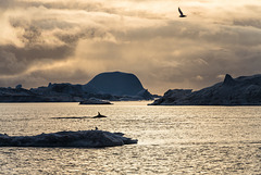 Icebergs (and Whales)