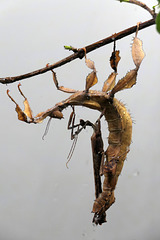 Two stick insects