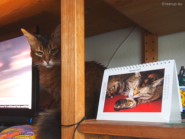Rags with cat calender