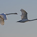 Flying swans