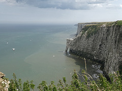 Bempton cliffs