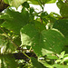 20191208-0261 Erinocarpus nimmonii J.Graham