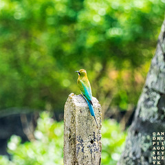 Green bee-eater, Wadduwa, Sri Lanka