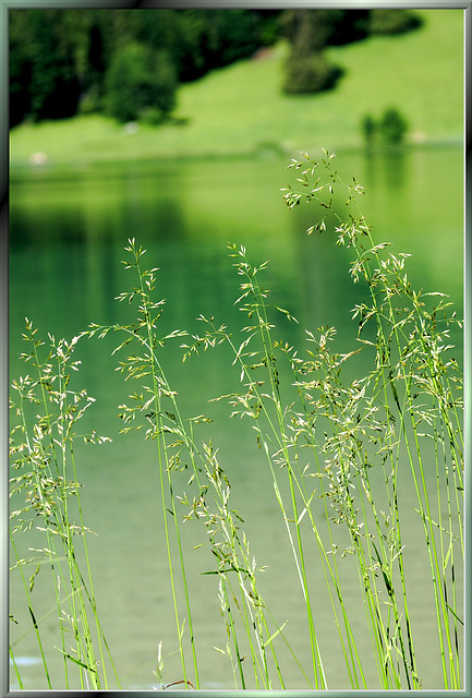 Zartes Ufer Gras. ©UdoSm