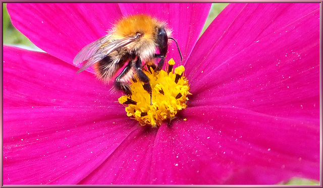 Common carder bee. ©UdoSm