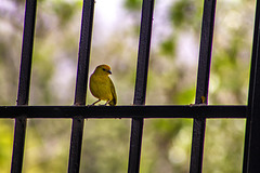 Canary on fence