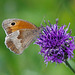 Der typische Schmetterling im Hochsommer - The typical butterfly in midsummer
