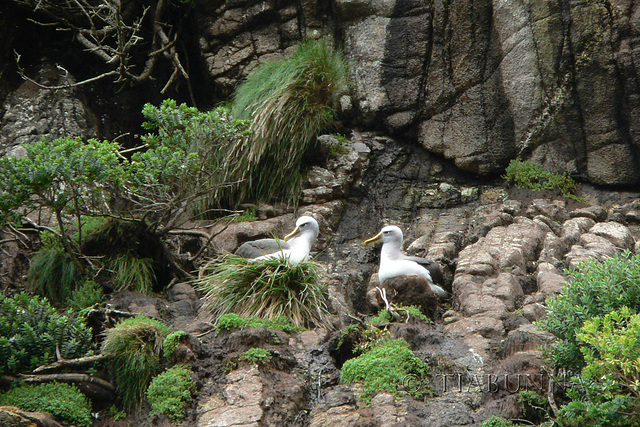 Nesting Buller's Albatross