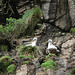 Nesting Buller's Albatross