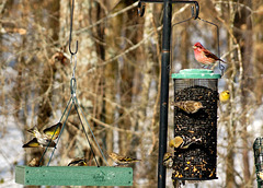 At My Feeders