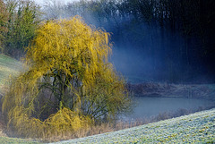 Winternebel am Weiher - Winter Fog on the Pond