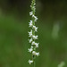 Spiranthes vernalis (Spring Ladies'-tresses orchid)