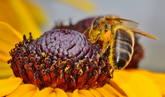 Bee