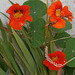 Some nasturtiums are very hardy and grow wherever it can