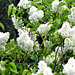 The scent of the white lilac is amazing