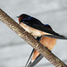 Barn Swallows, Pt Pelee, Ontario