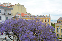 Lisbon, Flowering Jacaranda