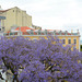 Lisbon, Flowering Jacaranda