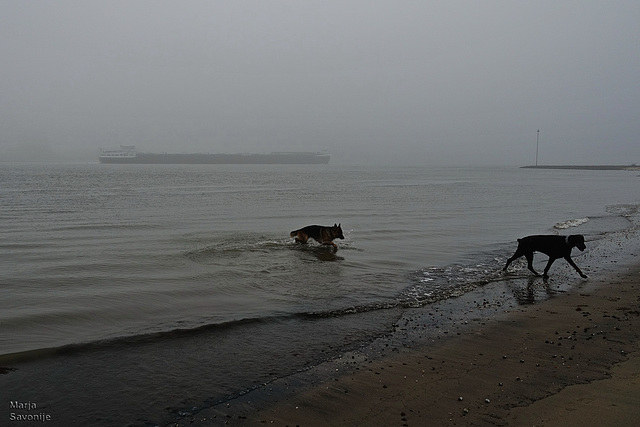 Fog, my dogs, and a ship on the river