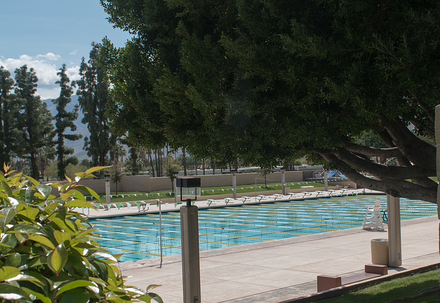Palm Springs / virus / city pool (# 0447)