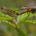 Rhagio scolopaceus mating pair.