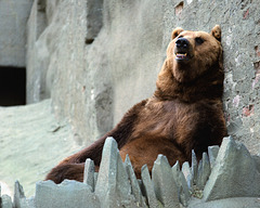 Reclining Brown Bear, London Zoo, 1980