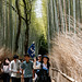 La forêt de bambous (1)