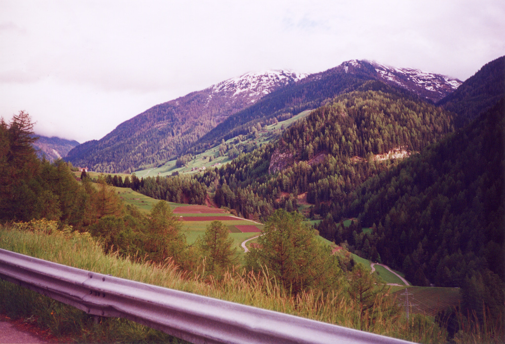 alpine forests
